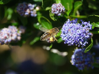 honey bee feeding on ceanothus flowers