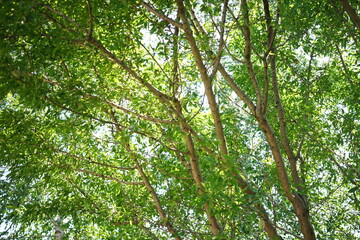 Almond tree branches with green foliage in a sunny garden