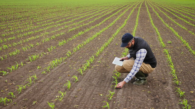 Farmer uses digital tablet to inspect young green corn plants in cultivated field growth
