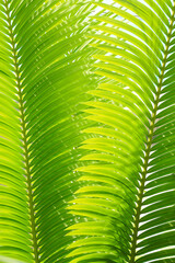 Green leaves background