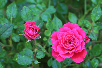 Pink rose blooming in the morning There is dew in the garden.