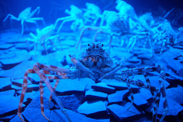 タカアシガニ　Takaashigani