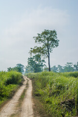Dirt road surrounded by trees and grassland in Kaziranga National Park, India.
