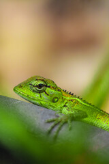green lizard on a tree