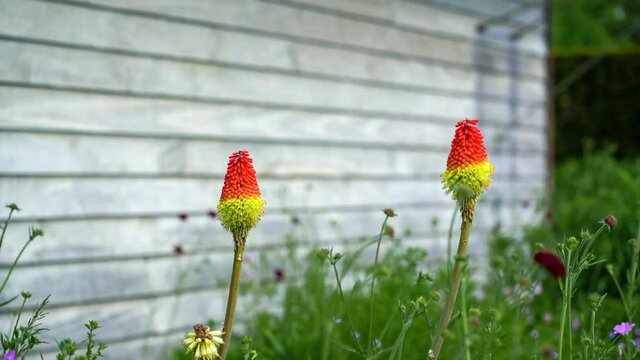 Two red-hot pocker (kniphofia) flowers blooming in front of a white wall