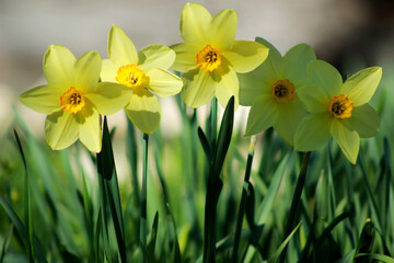 Yellow daffodil flower bulbs field closeup. Yellow daffodil close-up background. Macro of first spring jonquil flower in sunlight garden. Floral bright nice yellow daffodil flower for holiday banner