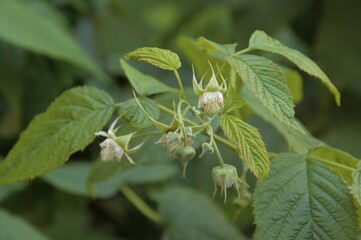 Raspberry flowers and buds in spring in an allotment in Nijmegen the Netherlands