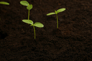 small sprouted plants in the soil top view