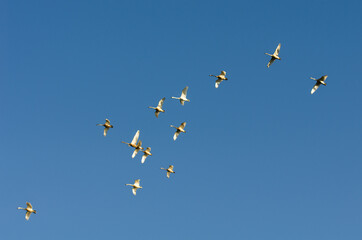 A flock of swans in the morning blue sky.