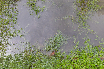 green grass in the water.