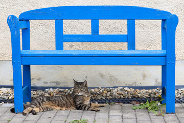 Cat lying under a blue bench