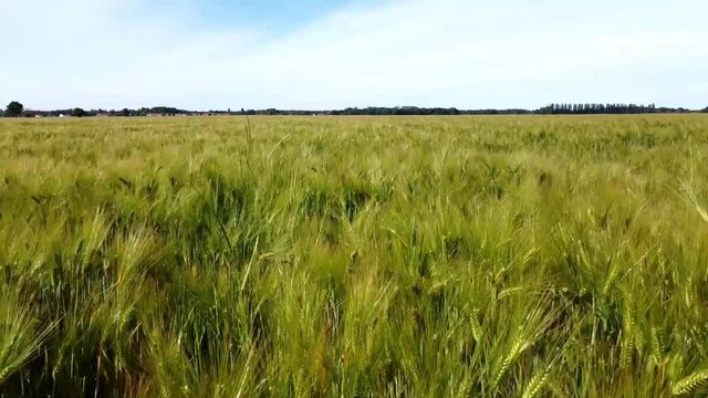 survol d'un champs de bl&eacute;