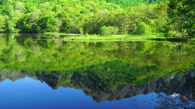 新緑の鏡池