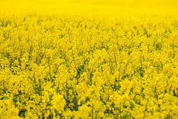 Obraz premium Oilseed Rape is very popular plant
