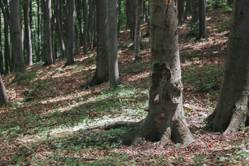 Autumn forest background. Green and brown leafs. 