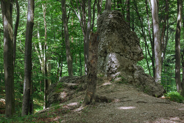 Broken tree in the forest, rock in the background. Warm sunny day, green leafs and trees. 