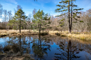 Obraz premium Spiegelung im Birkensee im Naturpark Schönbuch