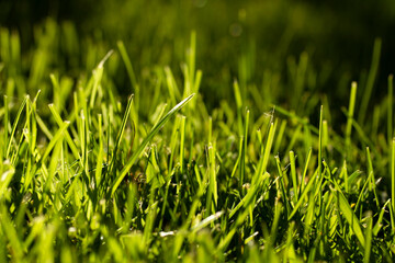 natural green grass texture background