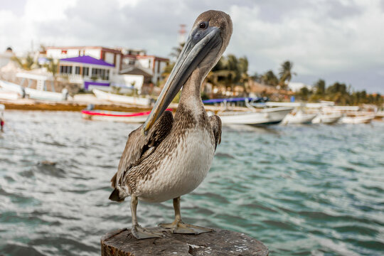 Puerto Morelos 2