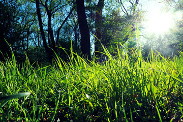 Obraz na płótnie Canvas Young grass on a background of forest and sun.