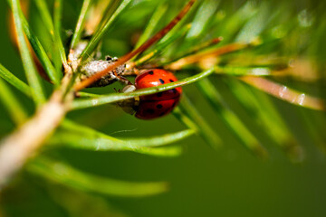 ladybug on a leaf in close up