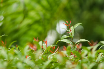 Sprout of the Australian Rose Apple or Brush Cherry Lily Pilly on a rainy day.Background is blurred.