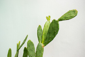 Estern prickly pear (Opuntia humifusa) Cactus with a white background. planterior(plant+interior), medicinal herb plant, alternative medicine.