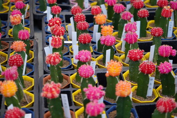 サボテン　ミニサボテン　カラフル