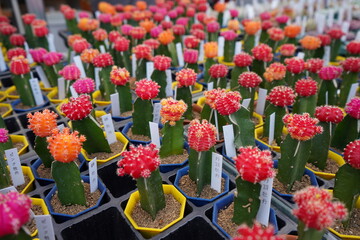 サボテン　ミニサボテン　カラフル