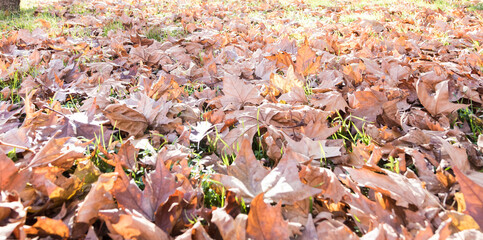Fall natural background, copy space image
