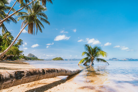 Stem of fallen palm tree laying in lagoon water on sandy corong beach, El Nido, Palawan, Philippines