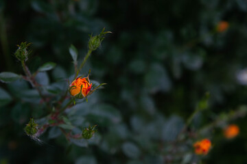 roses on a background of greenery in the garden
