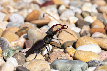 giant male deer beetle on the hunt for confectioners in the gravel bed in aggressive posture with combat-ready scissors