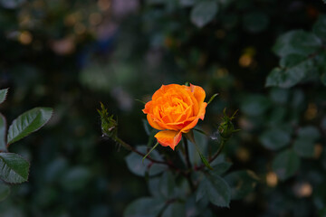 roses on a background of greenery in the garden