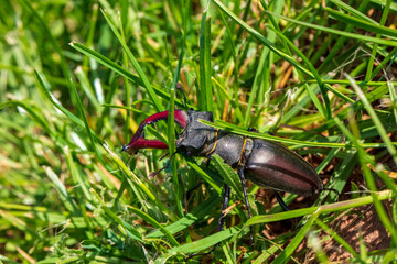 giant male deer beetle on the hunt for confectioners in green grass in aggressive posture with combat-ready scissors