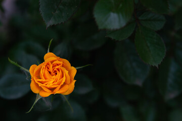 roses on a background of greenery in the garden