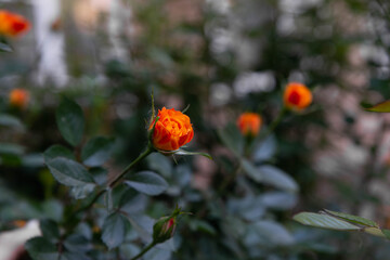 roses on a background of greenery in the garden