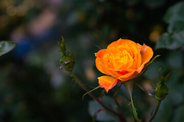 roses on a background of greenery in the garden