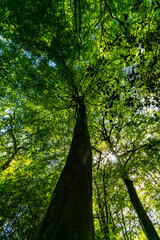 Fototapeta premium path in the forest in the summer