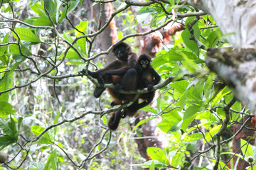 Spider monkeys sitting in tree, Corcovado National Park, Osa peninsula, Central America