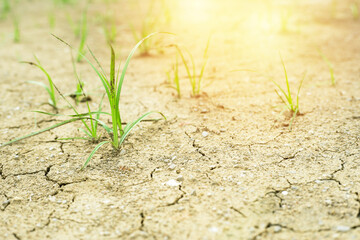 Closeup top view of arid land with defocused grass growing from the ground and orange sunlight background