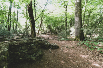 path in the forest in the summer