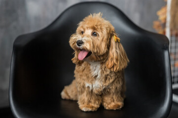 Toy poodle sit on black chair and show tongue to the side