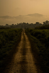 Dirt road surrounded by trees and grassland in Kaziranga National Park, India.
