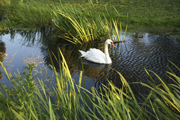 Wiew of Elk lake. Poland