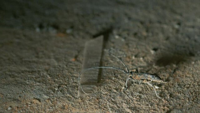 The barbel beetle moves its long antennae and scares the enemy. Bark beetle. Cerambycidae