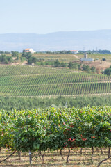 Fototapeta na wymiar View of a farm with vineyards, typical Portuguese landscape
