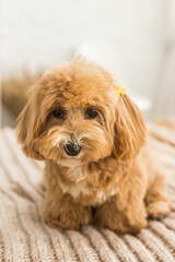 Fluffy toy poodle sit on bed with brown cover