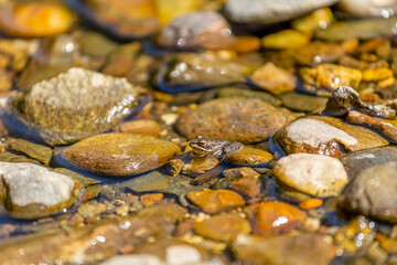 View at a little green frog taking sunbath on rocks river in mountain