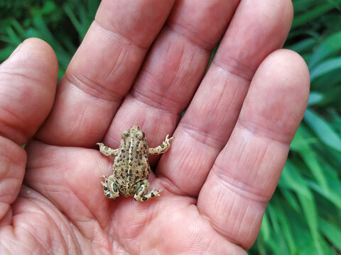 Natterjack toad. Epidalea calamita, former Bufo calamita.